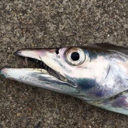 ドラゴン出ました！