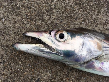 ドラゴン出ました！