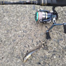 ハゼしか釣れない…