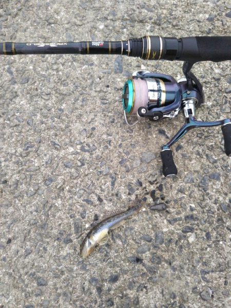 ハゼしか釣れない…