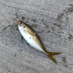 ニューロッド鯵付け！