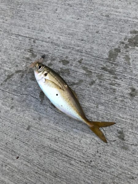 ニューロッド鯵付け！