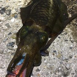 楽しく釣れました