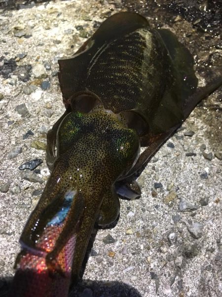 楽しく釣れました