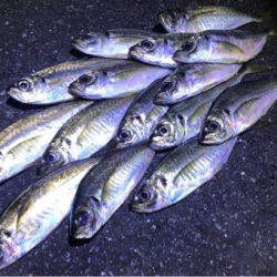 苦手ポイントで納得の釣果