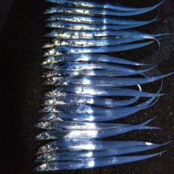 阿南市の椿泊でタチウオ好調