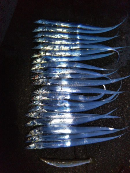 阿南市の椿泊でタチウオ好調