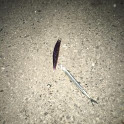 サヨリパターン