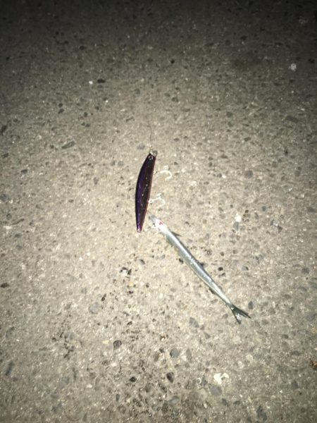 サヨリパターン