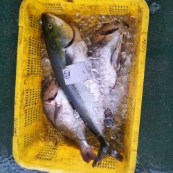 初の家島フィッシングパークSea遊