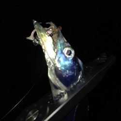 サゴシに太刀魚！