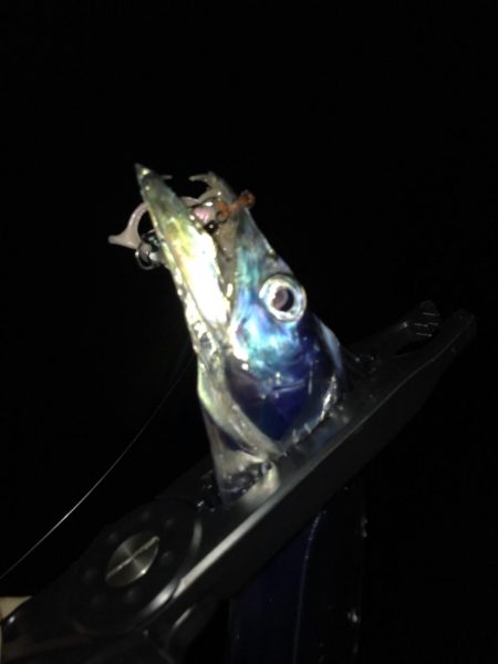 サゴシに太刀魚！