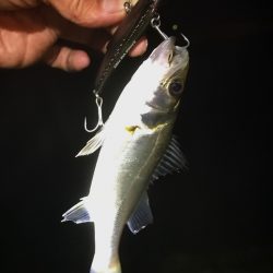 ナイトウェーディング