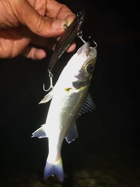 ナイトウェーディング