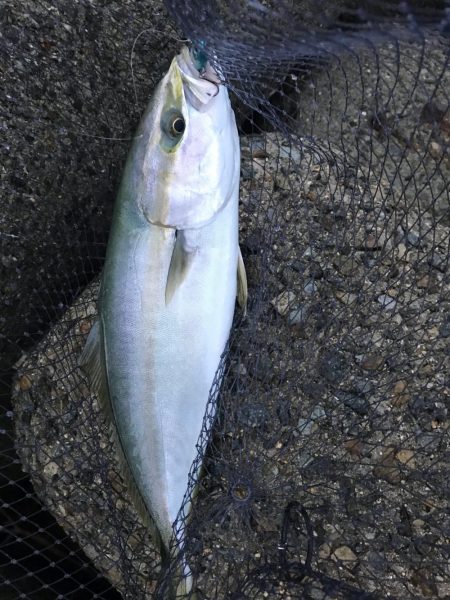 シーバス不発(T . T)