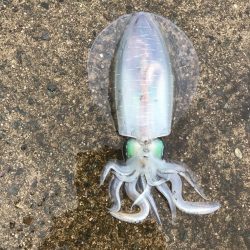 練習と称したチョイ釣りのつもりが、、