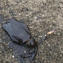 メバルロッドでライトエギング