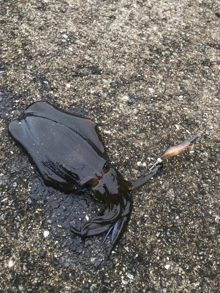 メバルロッドでライトエギング