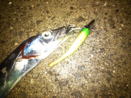 雨の降る中タチウオ狙い。