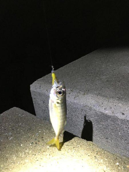 久しぶりのアジング