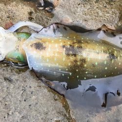 イカも成長してます