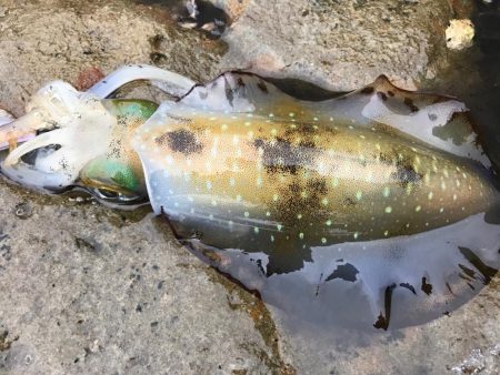 イカも成長してます