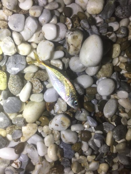 アジング好調！