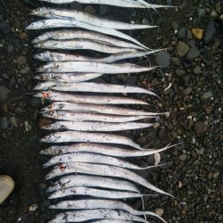 阿南市の那賀川河口でタチウオ好調