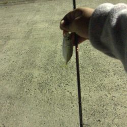 能登島でアジング