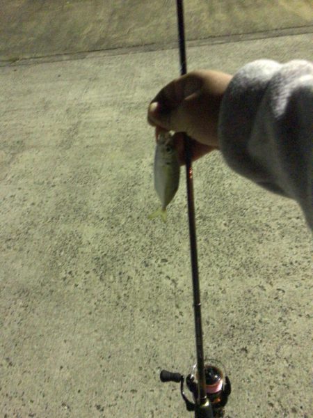 能登島でアジング