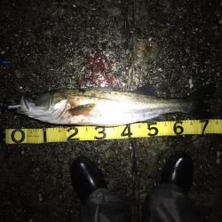 今年初シーバス