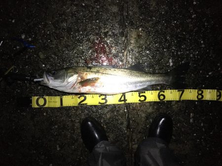 今年初シーバス