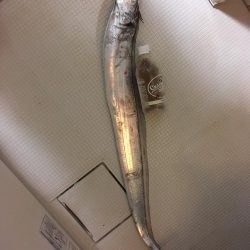 やっと今年初のドラゴン