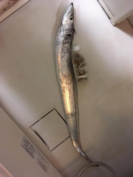 やっと今年初のドラゴン