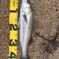 朝明川 ウェーディング