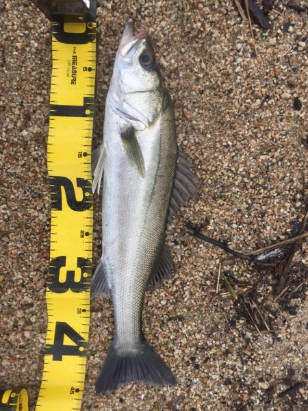 朝明川 ウェーディング