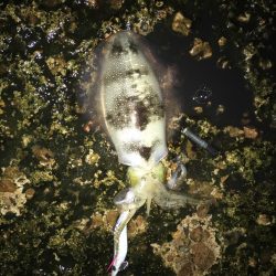 雨の中のエギング