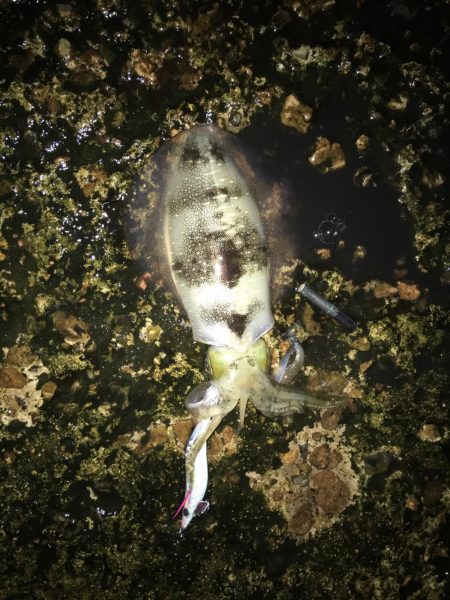 雨の中のエギング