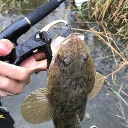 紀ノ川マゴチ〜！