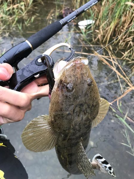 紀ノ川マゴチ〜！