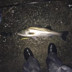 今日は渋めのシーバス