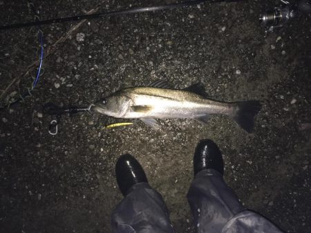 今日は渋めのシーバス