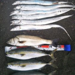 阿南市でハマチ、シーバス、タチウオ好調