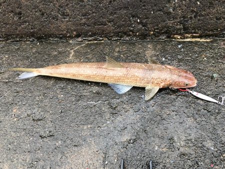 エソ、エソ、エソ