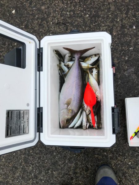 タチウオ、アジ、シオ