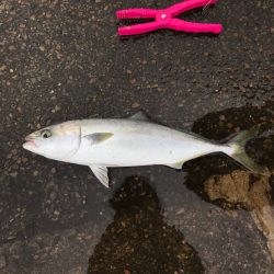 タチウオのち青物