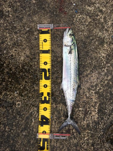 3ヒット2キャッチ 新ロッド入魂