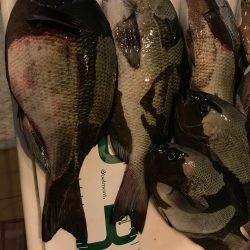 魚津港 フカセ夜釣りグレ入れ食い！