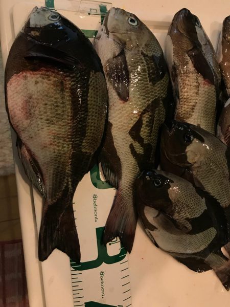 魚津港 フカセ夜釣りグレ入れ食い！