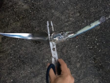 タチウオまみれ…かと思いきや